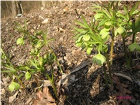 5c09497b-IMG_4499 2.jpg